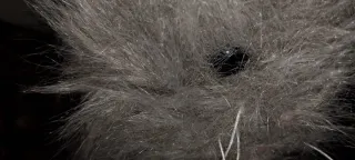 Peluche Gato Persa Azul Ojos Verdes