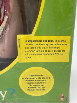 Modelo Anatomía Torso Humano Discovery Channel