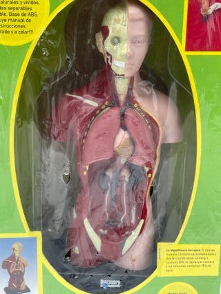 Modelo Anatomía Torso Humano Discovery Channel