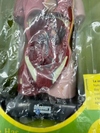 Modelo Anatomía Torso Humano Discovery Channel