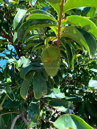 Terreno en venta en Buenavista del Norte