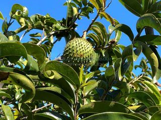 Terreno en venta en Buenavista del Norte