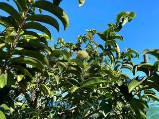 Terreno en venta en Buenavista del Norte