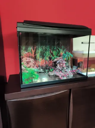 Acuario con decoración y accesorios