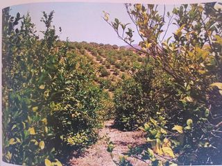 Terreno en venta en Álora