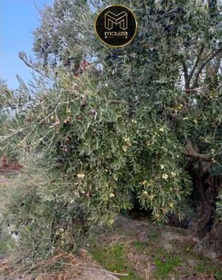 Terreno en venta en Puente Jontoya - Puente de la Sierra - El Arroyo en Jaén