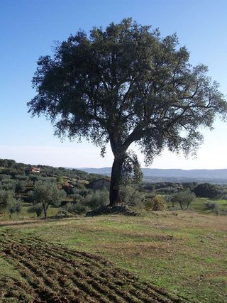Terreno en venta en San Vicente de Alcántara