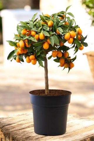 Pianta di Kumquat (Mandarino Cinese)