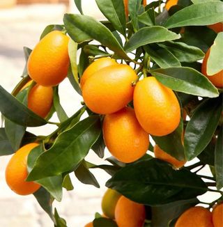 Pianta di Kumquat (Mandarino Cinese)