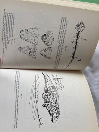 La Paleontología y la evolución de los organism...