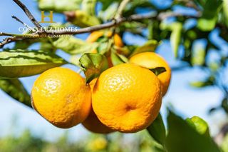 Casa rural en venta en Arcos de la Frontera