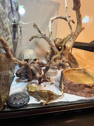 Terrario Exo Terra 60x45x45 y complementos