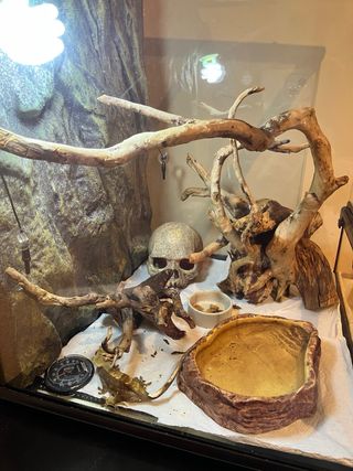 Terrario Exo Terra 60x45x45 y complementos