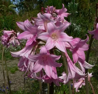 Bulbo Amarilys Belladona