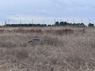 Terreno en venta en Membrilla