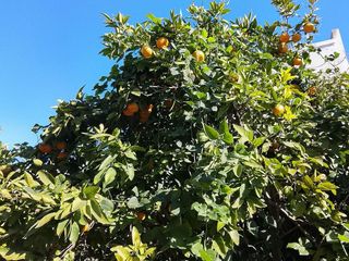 Chalet en venta en Zona Universitaria  en Bormujos