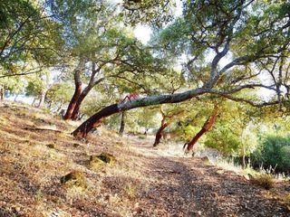 Solar en venta en Ubrique