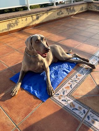 Tappeto Rinfrescante per Cani ARQUIVET 90x50cm