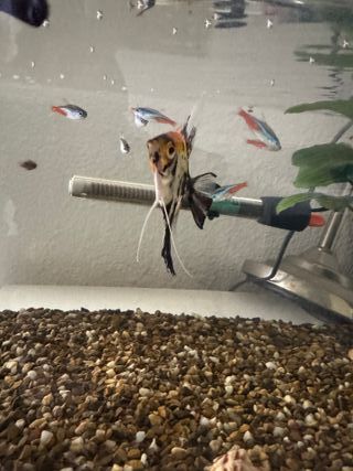 Pecera completa con filtro,calentador y peces.