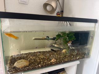 Pecera completa con filtro,calentador y peces.