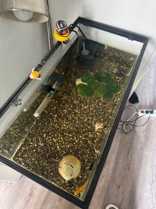 Pecera completa con filtro,calentador y peces.