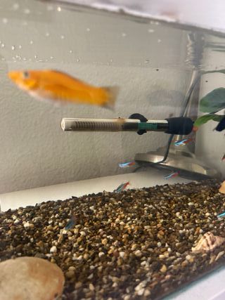 Pecera completa con filtro,calentador y peces.