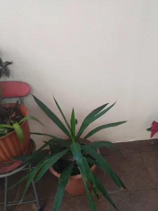 Planta Yuca en Maceta