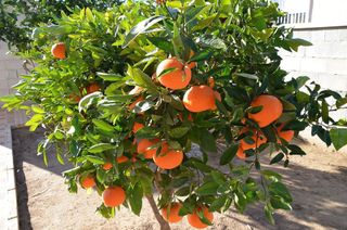 Chalet en venta en San Fulgencio