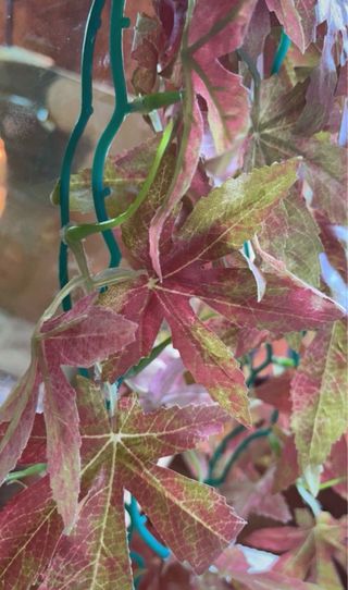 Plantas artificiales para terrario