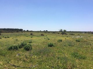 Terreno en venta en Almonte en Almonte