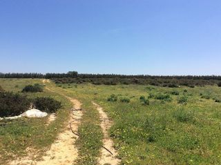 Terreno en venta en Almonte en Almonte