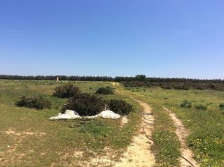 Terreno en venta en Almonte en Almonte