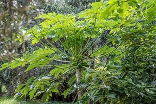 Terreno en venta en Vícar en Vícar