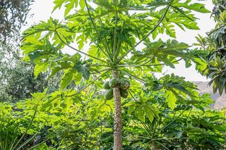 Terreno en venta en Vícar en Vícar