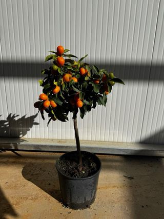 Kumquat / Mandarino Cinese in vaso