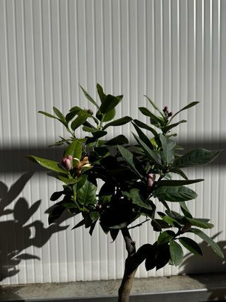 Pianta di limone in vaso 20