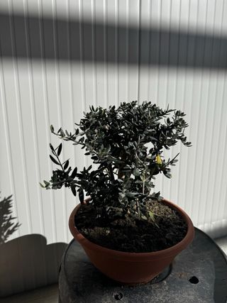 Pianta di Ulivo Ghiastro