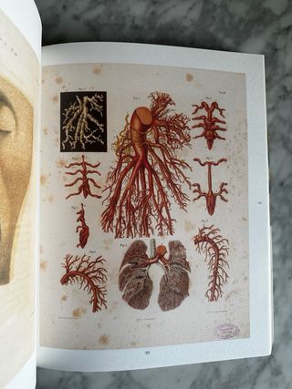 La imagen del cuerpo humano