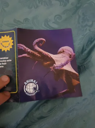 Polpo Sbabam Dominatori dei Caraibi