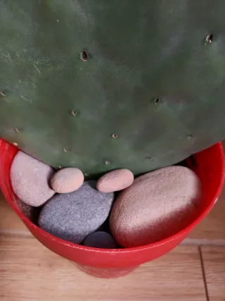 Planta Cactus chumbera Corazón