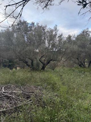 Se vende terrenos de regadío con olivos en Viver