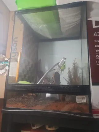 Terrario Negro y Transparente