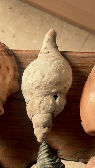 Colección de caracolas del Estrecho