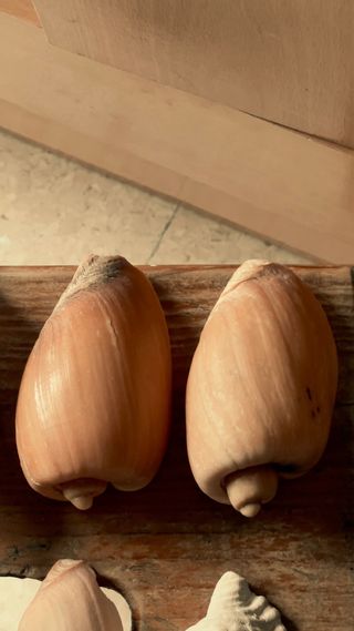 Colección de caracolas del Estrecho