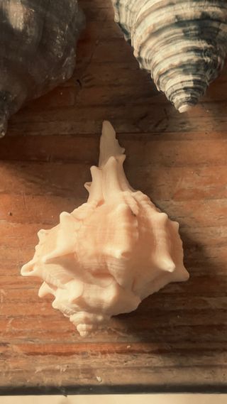 Colección de caracolas del Estrecho