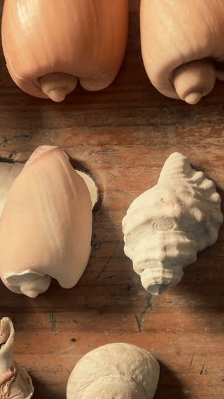 Colección de caracolas del Estrecho