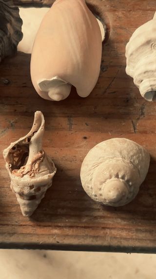 Colección de caracolas del Estrecho