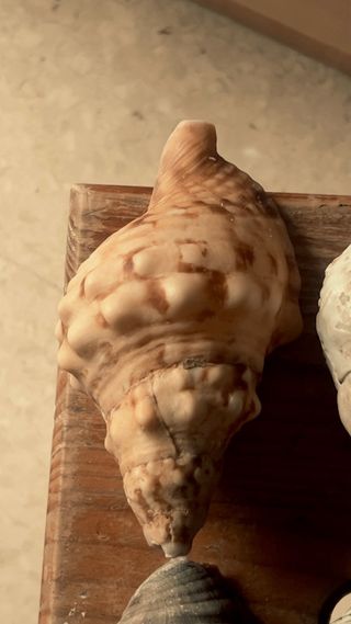 Colección de caracolas del Estrecho