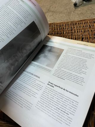 Gray Anatomia para Estudiantes: con Student Con...