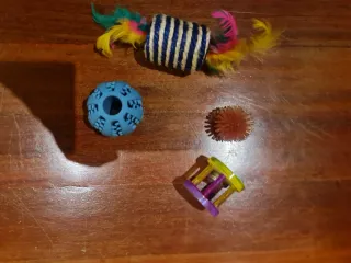 Accesorios Gatos: Rascador, Juguetes, Comedero...